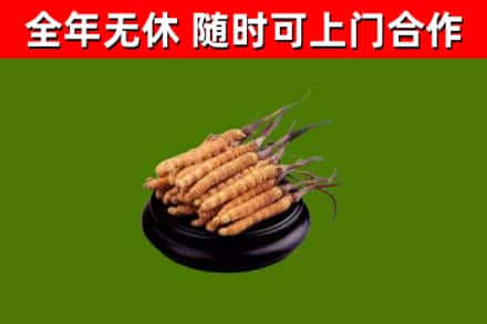 紫金县回收冬虫夏草