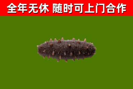 紫金县回收海参干